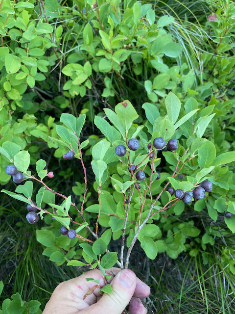 Huckleberry Picking: An Introduction to the Great Outdoors