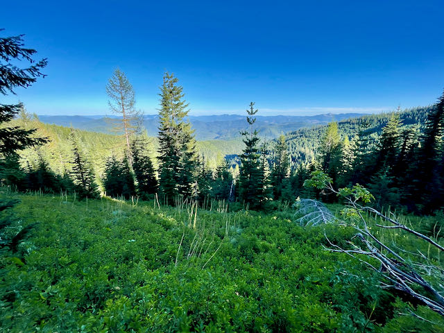 Finding North Idaho’s Best Huckleberry Patches